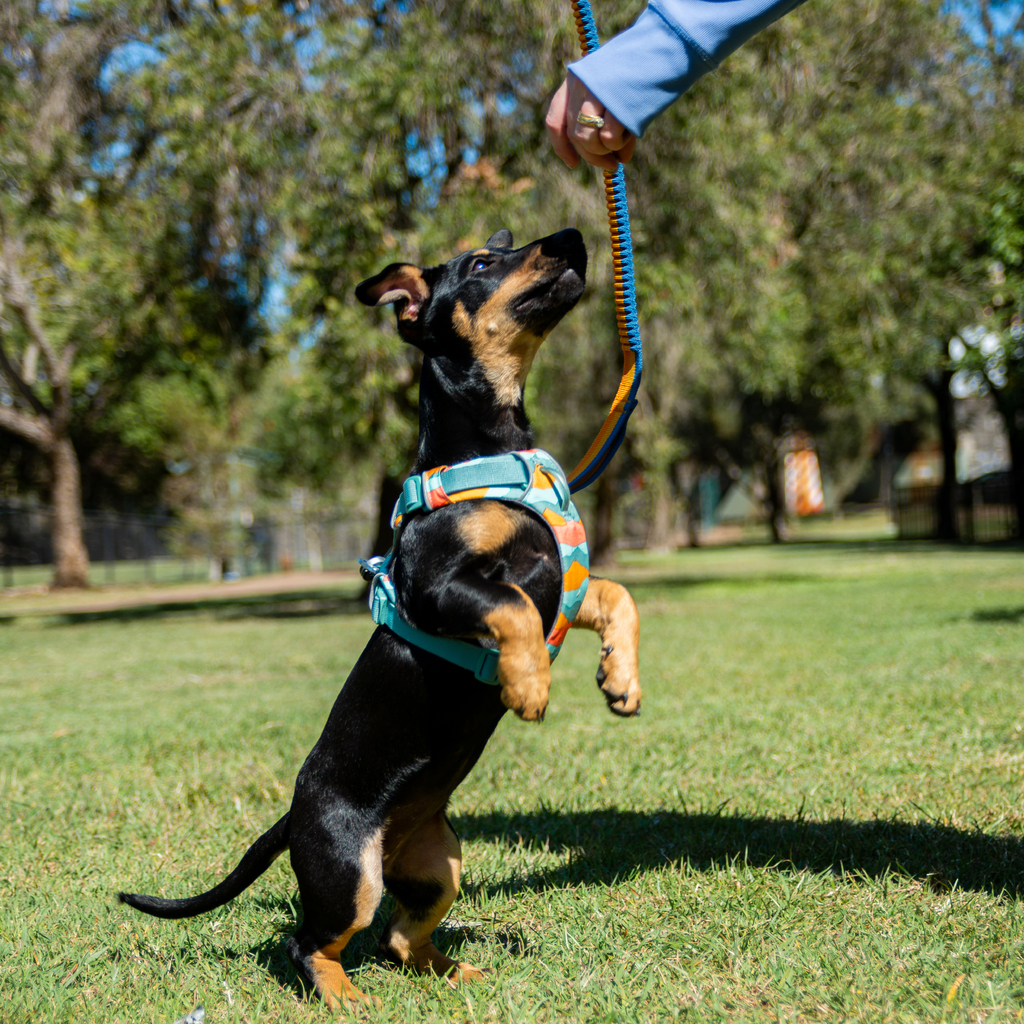 Dog Accessories